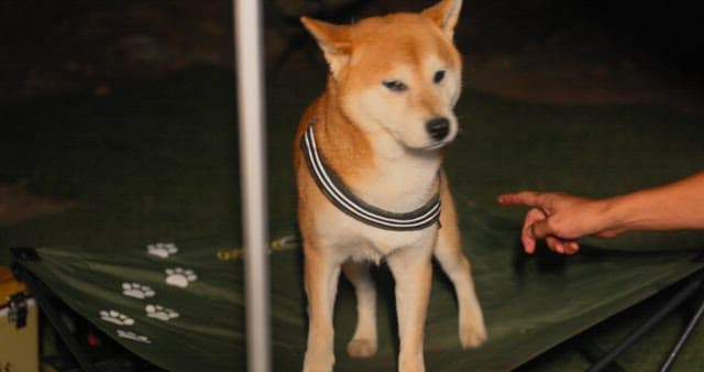 Dog Sitting Attentively Next to Owner