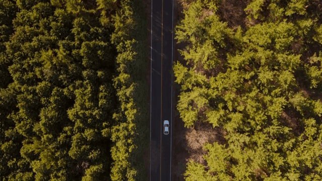 울창한 숲을 가로지르는 긴 도로