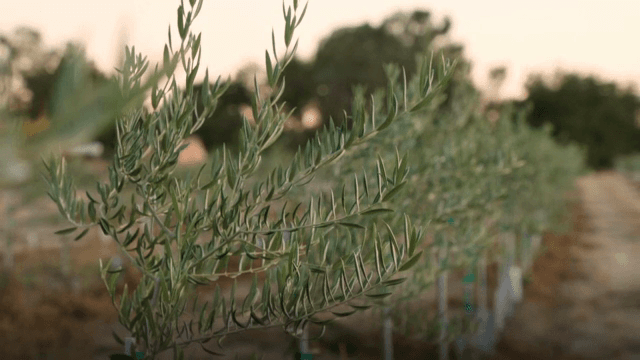 고요한 들판의 어린 올리브 나무