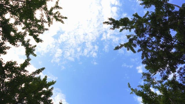 푸른 나무로 둘러싸인 높은 건물