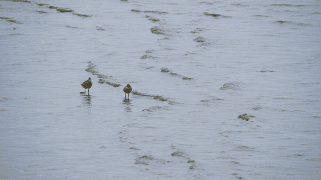 얕은 물 위에 서 있는 새들