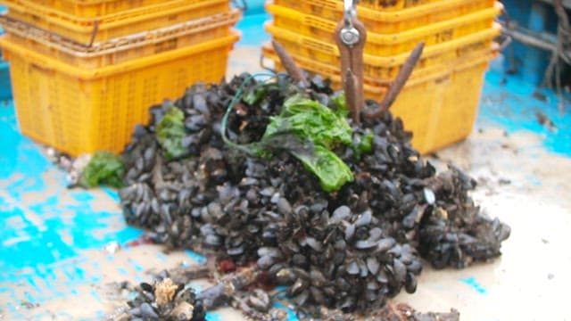 Freshly harvested mussels piled on a fishing boat