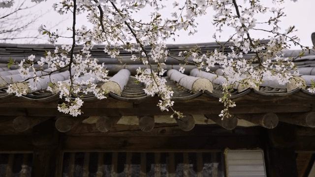 전통 지붕 위의 벚꽃