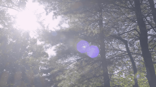 Sunlight filtering through forest trees
