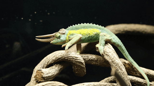 Chameleon walking on twisted branch