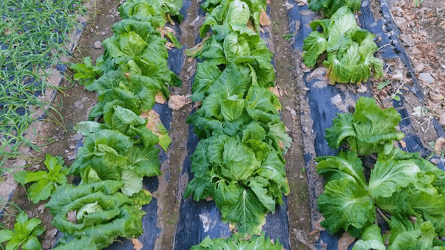 밭에서 자라는 신선한 배추