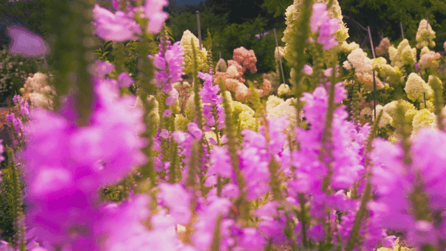 다양한 꽃이 만발한 활기찬 정원