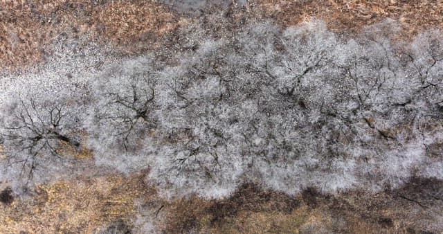 서리 낀 나무들이 늘어선 메마른 겨울 숲