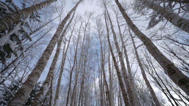 Sunlight Peeking Through Snowy Birch Trees