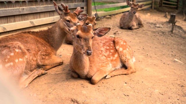 Herd of deer resting in an enclosed outdoor area