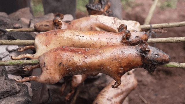불 위에서 꼬치에 기니피그를 굽는 모습