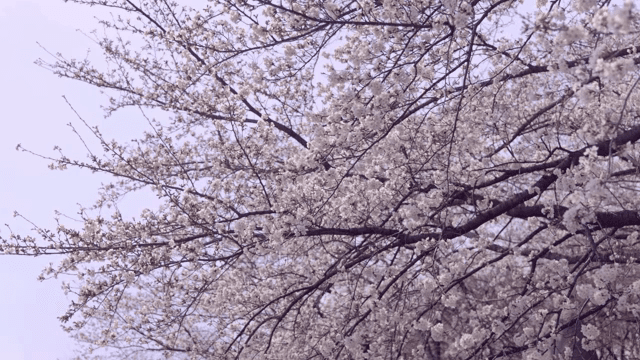 가지에 만개한 벚꽃