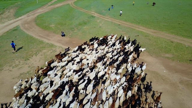 Herd of sheep and goats on a grassy field