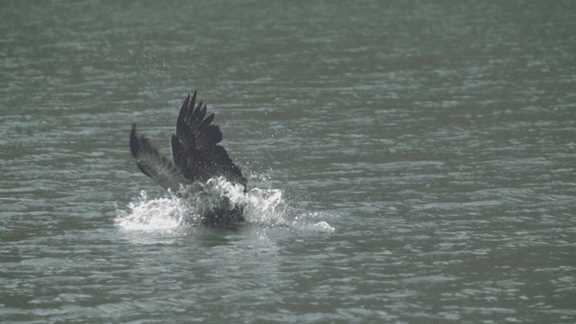 Eagle swooping down to catch prey