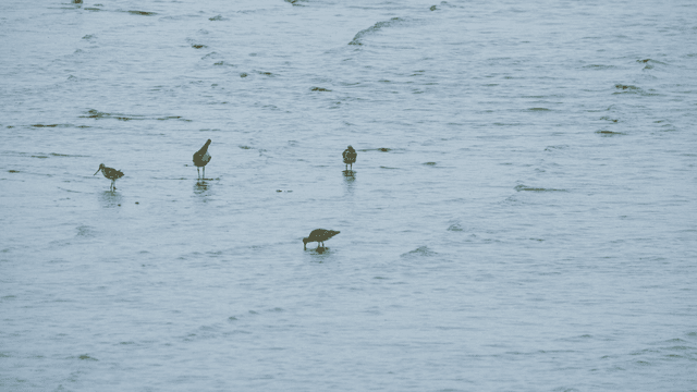 Sandpipers splashing in shallow water
