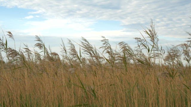 Autumn reeds swaying under a blue sky with clouds