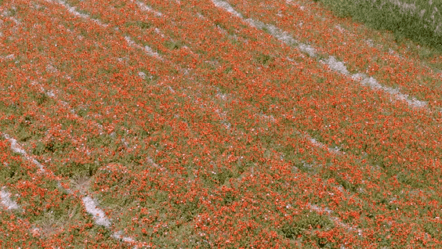 활짝 핀 화려한 양귀비 꽃밭