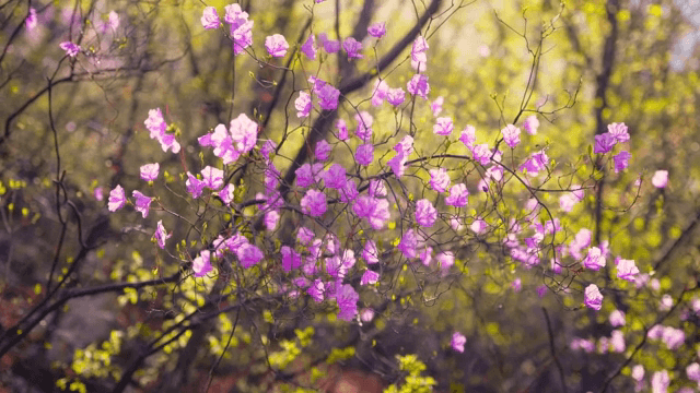 봄에 피어나는 분홍 진달래