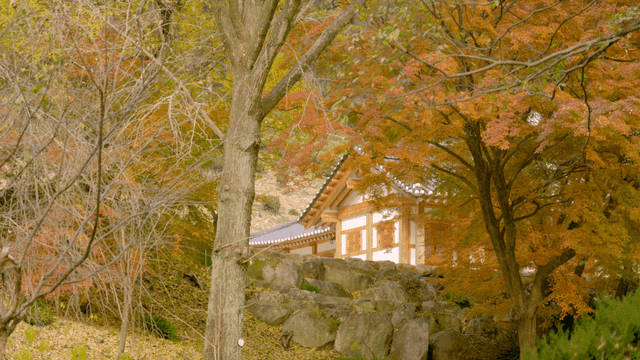 Traditional Korean house surrounded by autumn trees
