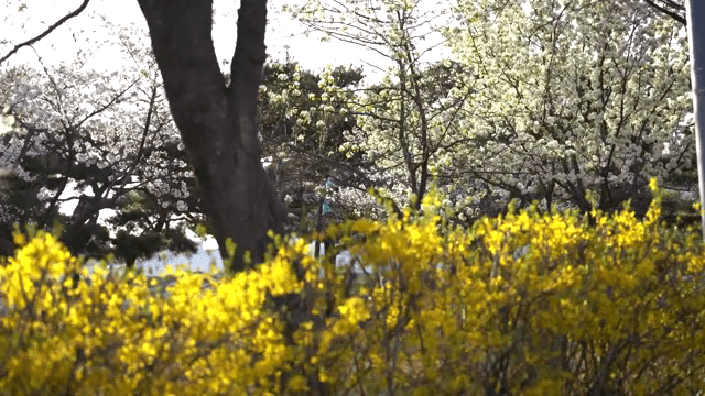 Cherry blossoms and yellow flowers in spring