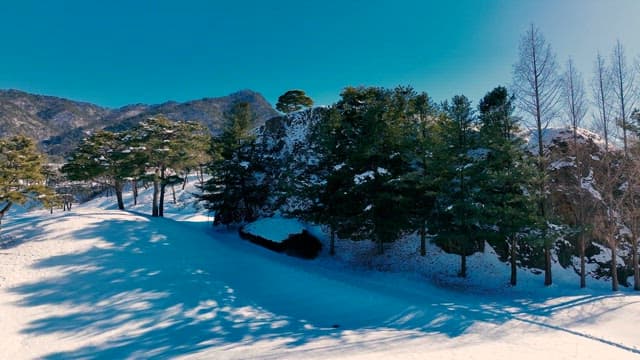 Snow-covered Landscape with Pine Trees