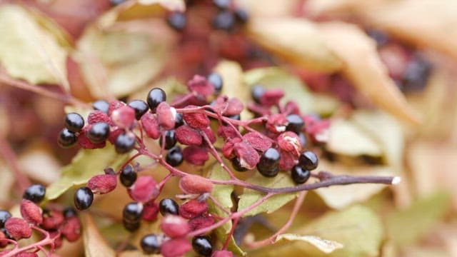 자연 속 나뭇잎과 향신료로 쓰이는 열매