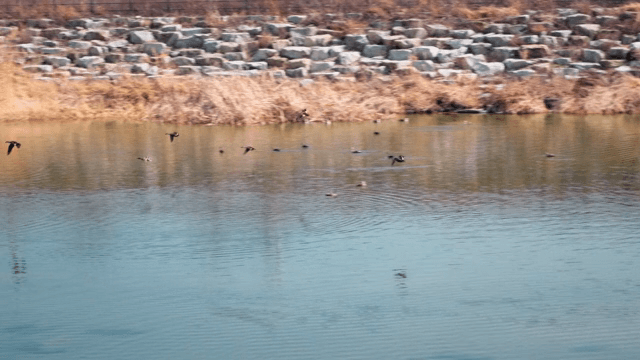 고요한 호수 위를 나는 오리들