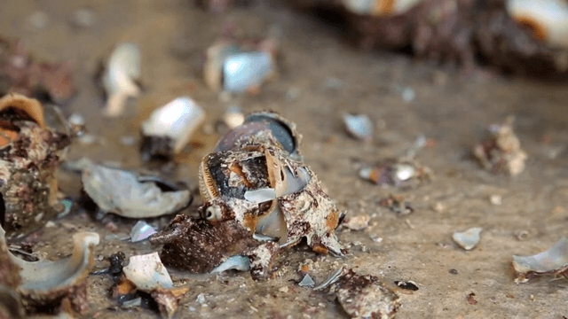 표면에서 뿔소라 껍질이 깨지는 장면