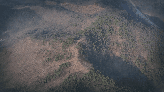 Aerial view of lush winter forest landscape