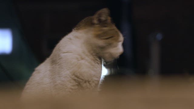 Stray cats roaming the alleys at night