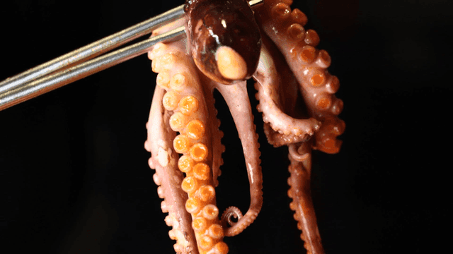Octopus seafood jjamppong picked up with chopsticks