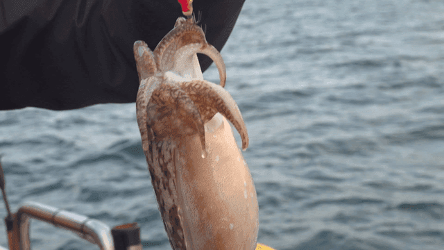 Person catching squid with lure