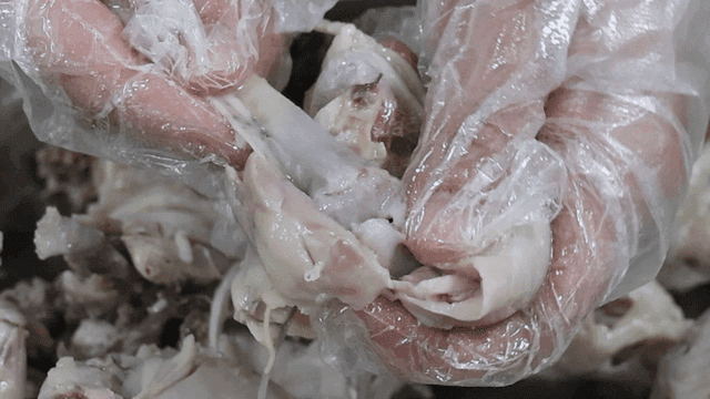 Gloved hands separating boiled chicken