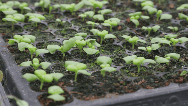 트레이에서 자라는 어린 묘목