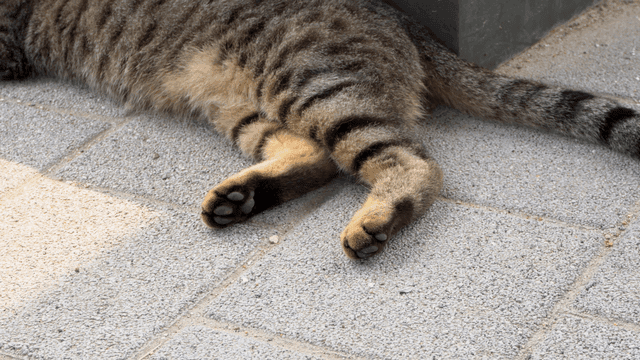 A cat resting on a paved surface