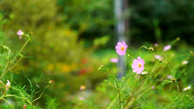 Pink cosmos flowers in a lush green garden