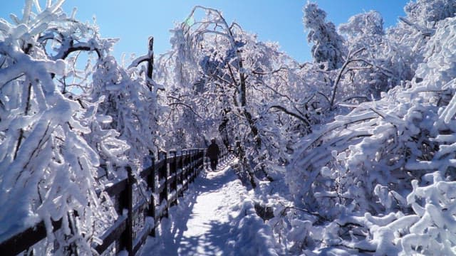 Winter walk through snow-covered trees on a sunny day.