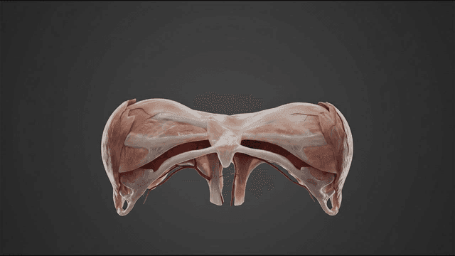 Detailed view of human diaphragm anatomy
