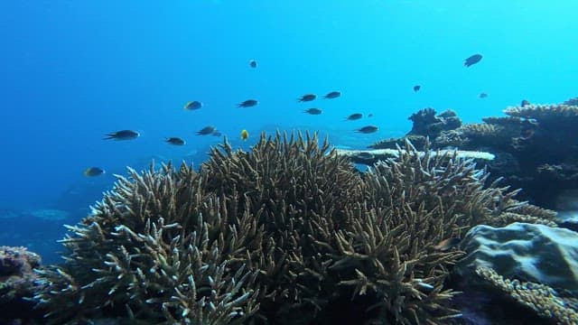 Colorful fish swimming around coral reefs