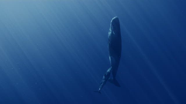 어미의 젖을 물고 있는 새끼 향유고래