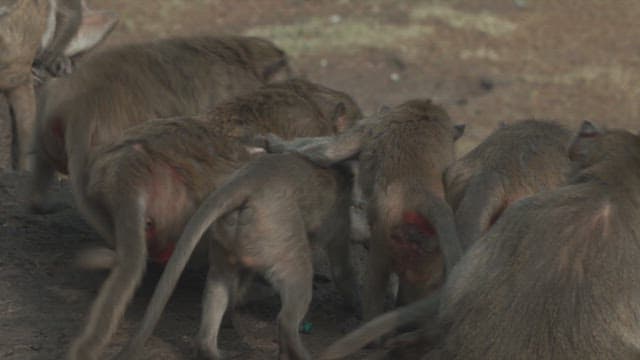 서로 공격적인 태도를 보이는 원숭이들