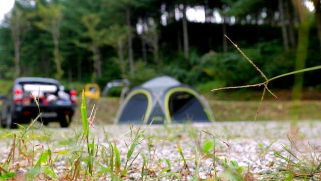 Green grass at the campsite