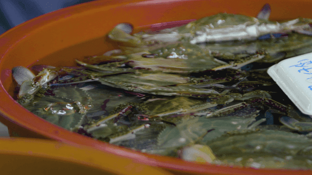Blue crabs in red basin