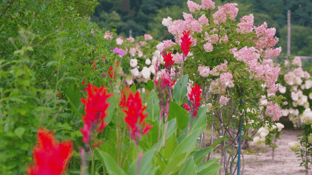 여러 꽃이 만발한 활기찬 정원