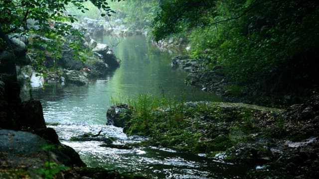 아침 안개가 낀 숲속의 고요한 시냇물