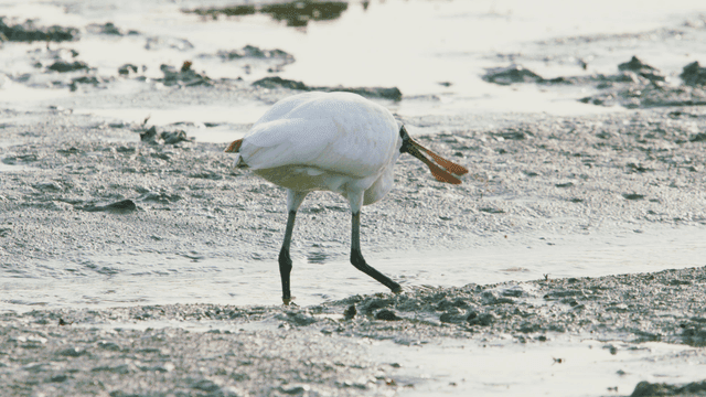 진흙 지역에서 먹이를 찾는 흰 저어새