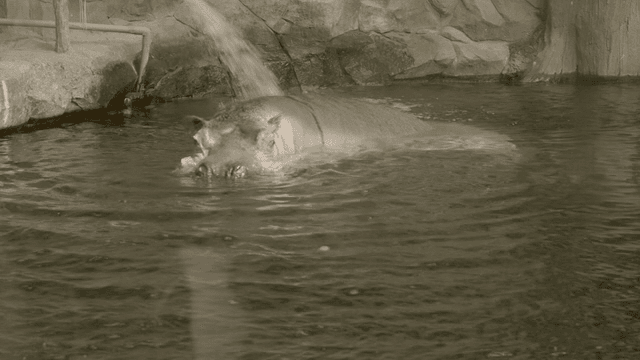 Hippopotamus entering our water