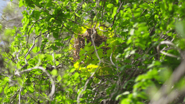 푸른 잎으로 둘러싸인 벌집