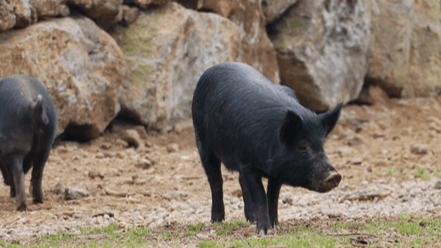 바위 근처에서 먹이를 찾는 흑돼지들