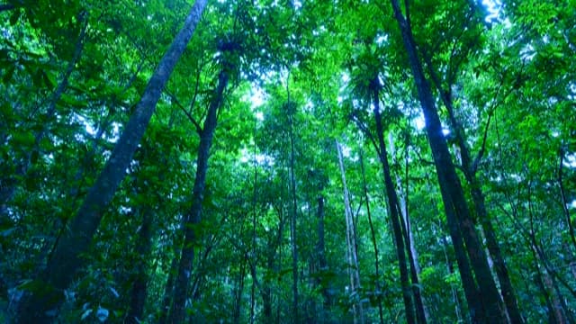 Serene Dense Green Forest Canopy